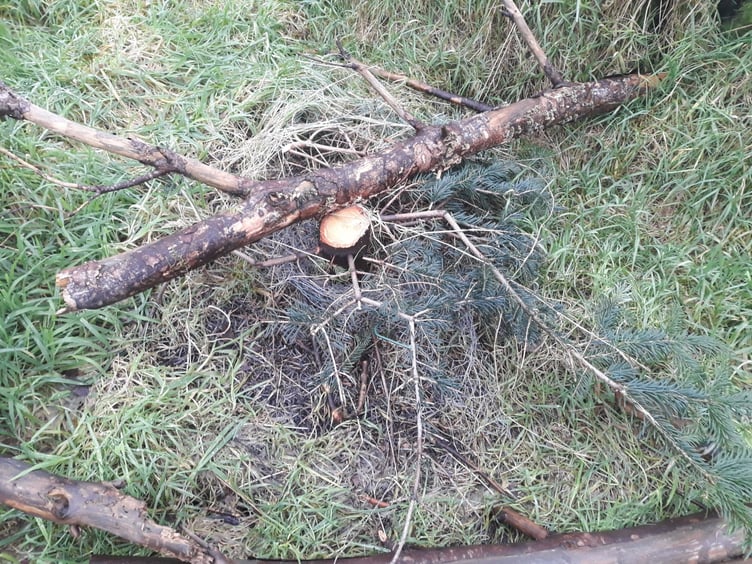 Stolen Christmas tree