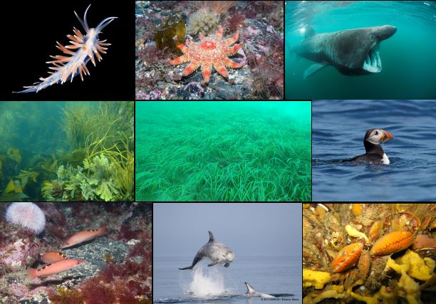 Manx waters are home to a wide range of species and habitats, pictured from top left: A seaslug (Coryphella lineata)(image: Bernard Picton);Common sunstar with lightbulb seasquirts at the Calf of Man (image: Tony Glen); Manx basking shark (image: Anders Salesjo); Seaweed forest (image: Tony Glen); Ramsey Bay eelgrass meadow (image: Lara Howe); Maughold puffin (image: Sean Gray); Female cuckoo wrasse and urchin at the Calf of Man (image: Tony Glen); Manx Risso’s dolphin (image: Eleanor Stone, MWDW); Scallops and sponges on horse mussel reef at Little Ness (image: Caroline Perry)