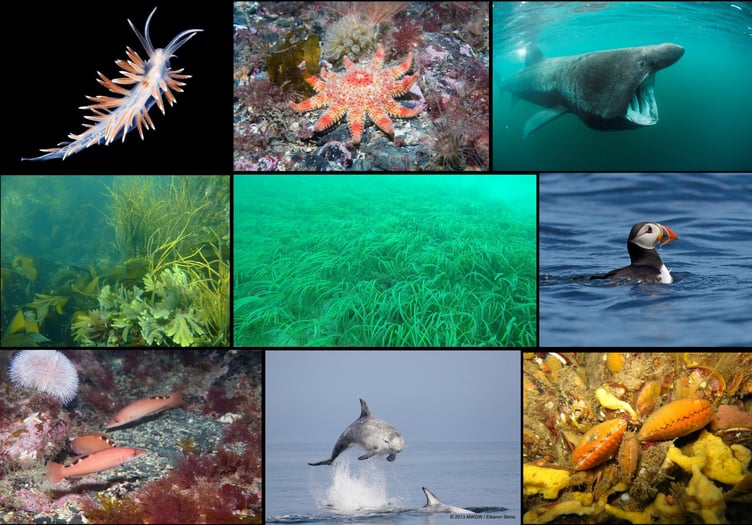 Manx waters are home to a wide range of species and habitats, pictured from top left: A seaslug (Coryphella lineata)(image: Bernard Picton);Common sunstar with lightbulb seasquirts at the Calf of Man (image: Tony Glen); Manx basking shark (image: Anders Salesjo); Seaweed forest (image: Tony Glen); Ramsey Bay eelgrass meadow (image: Lara Howe); Maughold puffin (image: Sean Gray); Female cuckoo wrasse and urchin at the Calf of Man (image: Tony Glen); Manx Risso’s dolphin (image: Eleanor Stone, MWDW); Scallops and sponges on horse mussel reef at Little Ness (image: Caroline Perry)