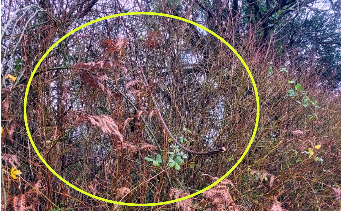 Pictured: The dangerous cut cable end at Sherford where the latest cable theft has occurred.
Picture: Police (Jan 2023)