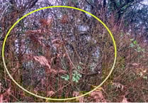 Dangerous cable thefts – police increasingly concerned