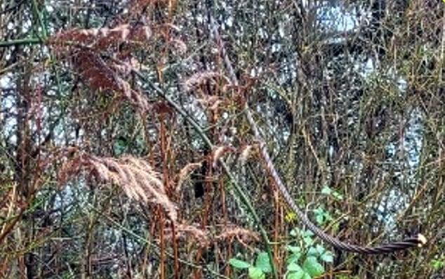 Pictured: The dangerous cut cable end at Sherford where the latest cable theft has occurred.
Picture: Police (Jan 2023)