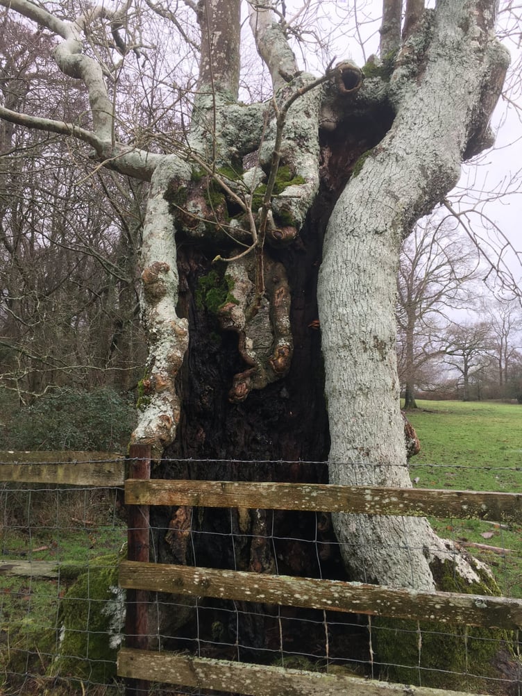 A close up of a hollow tree trunk