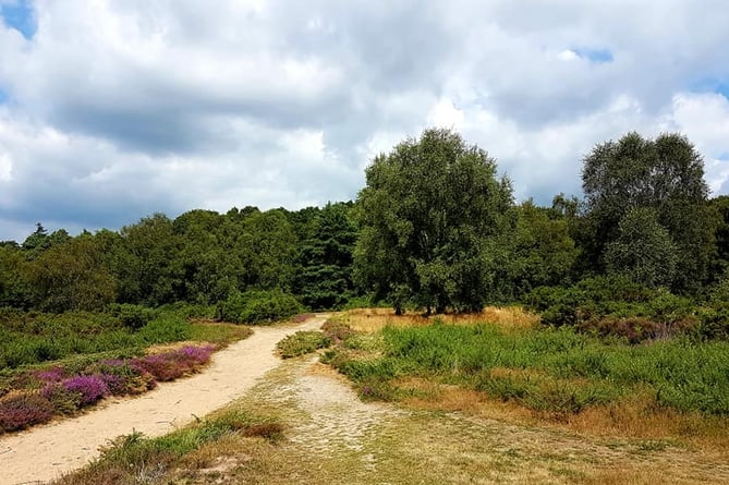 Ludshott Common