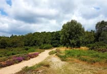 Teen UTV drivers involved in hit-and-run on East Hampshire common