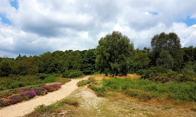 Ludshott Common