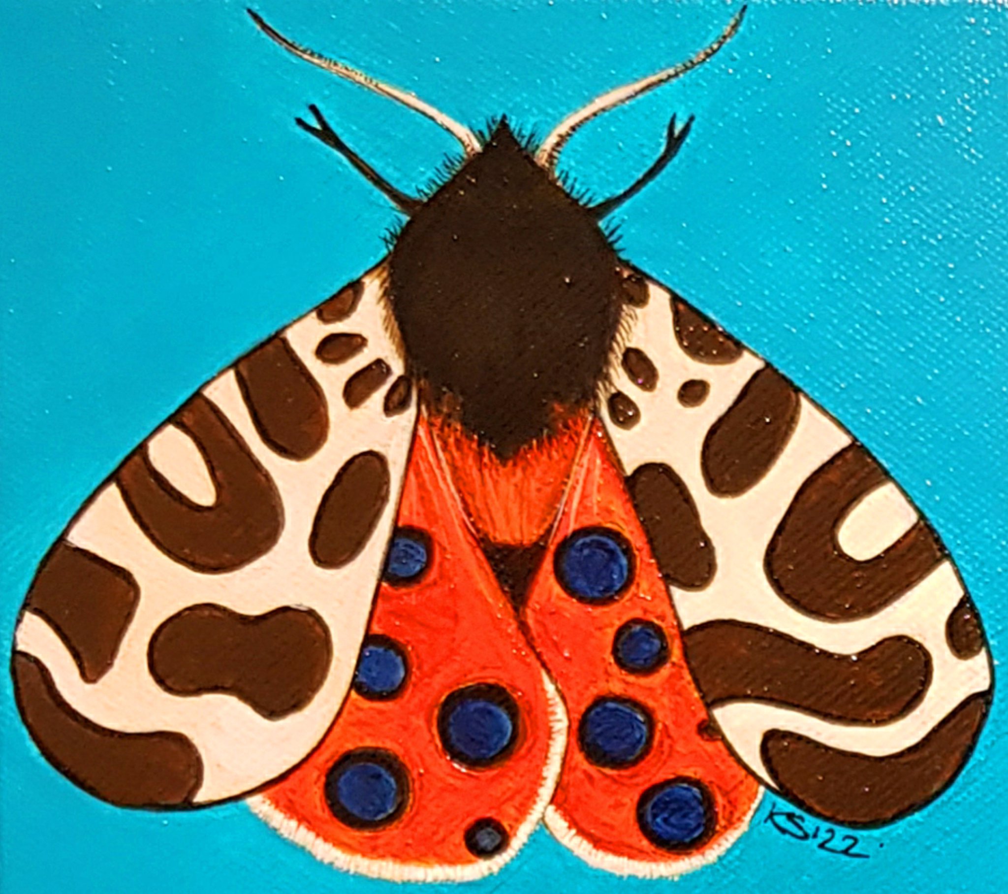 Tiger Moth by Kate Summerville