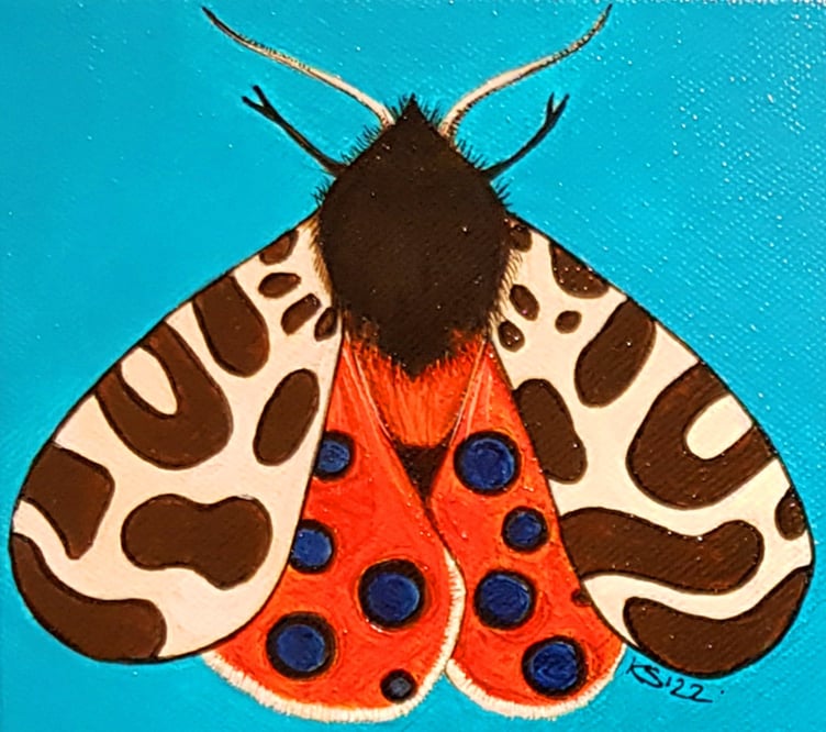 Tiger Moth by Kate Summerville