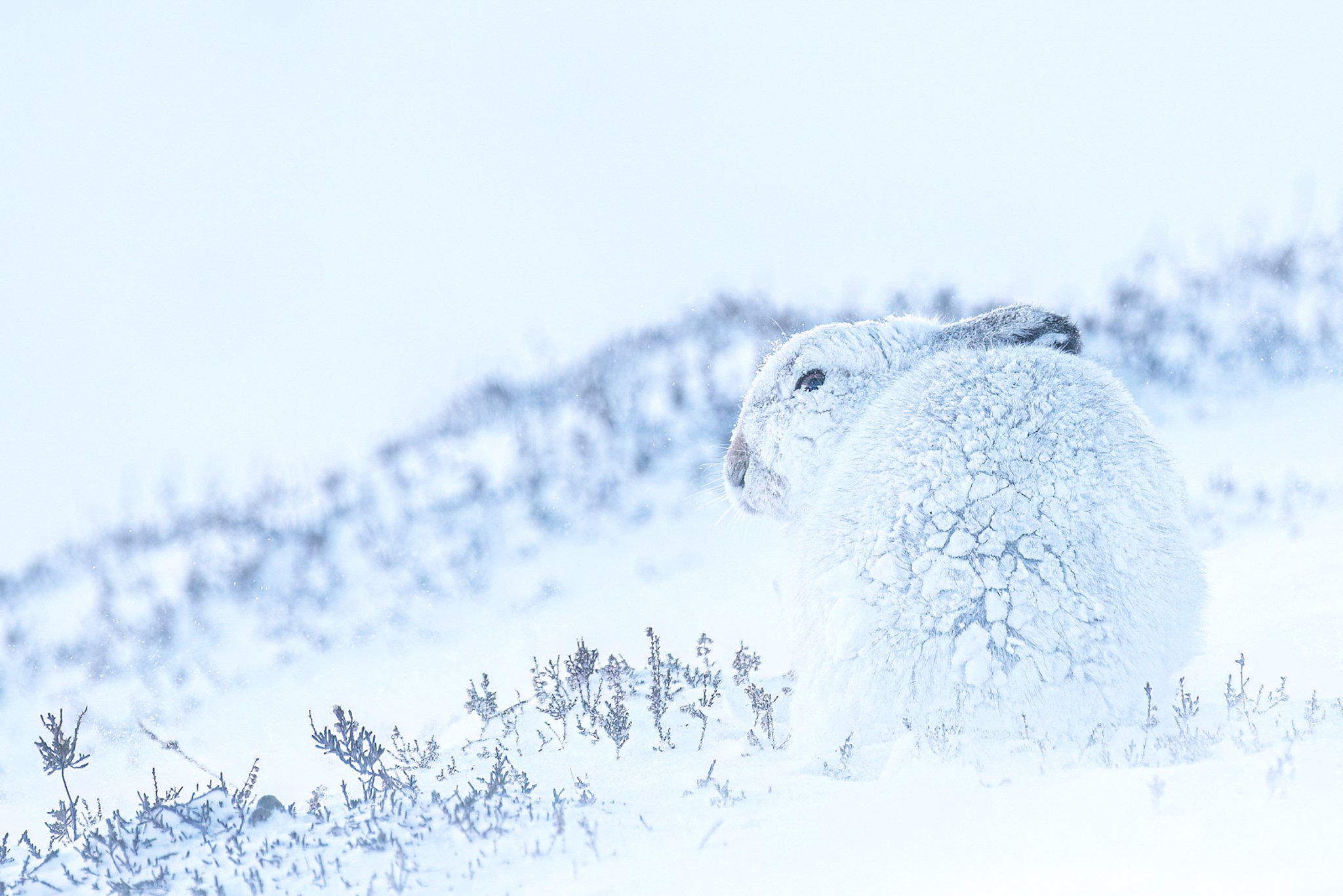 ADVANCED WINNER – Camouflage mountain hare, by Thinesh.
