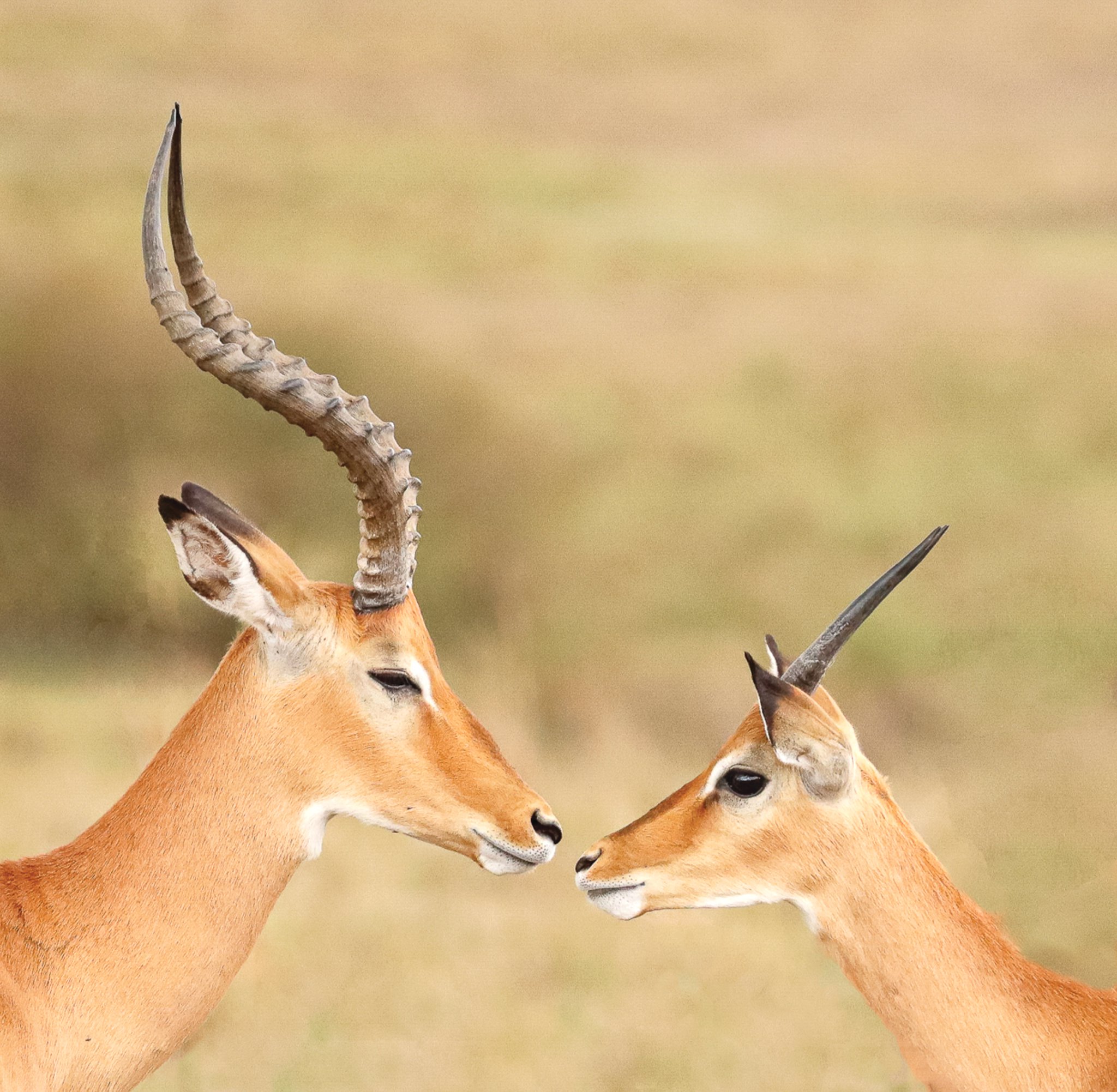 Courting Gazelles, by Monica Hill.