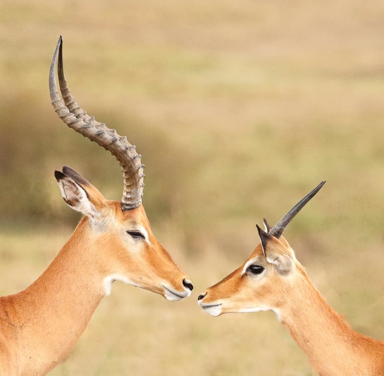 Courting Gazelles, by Monica Hill.