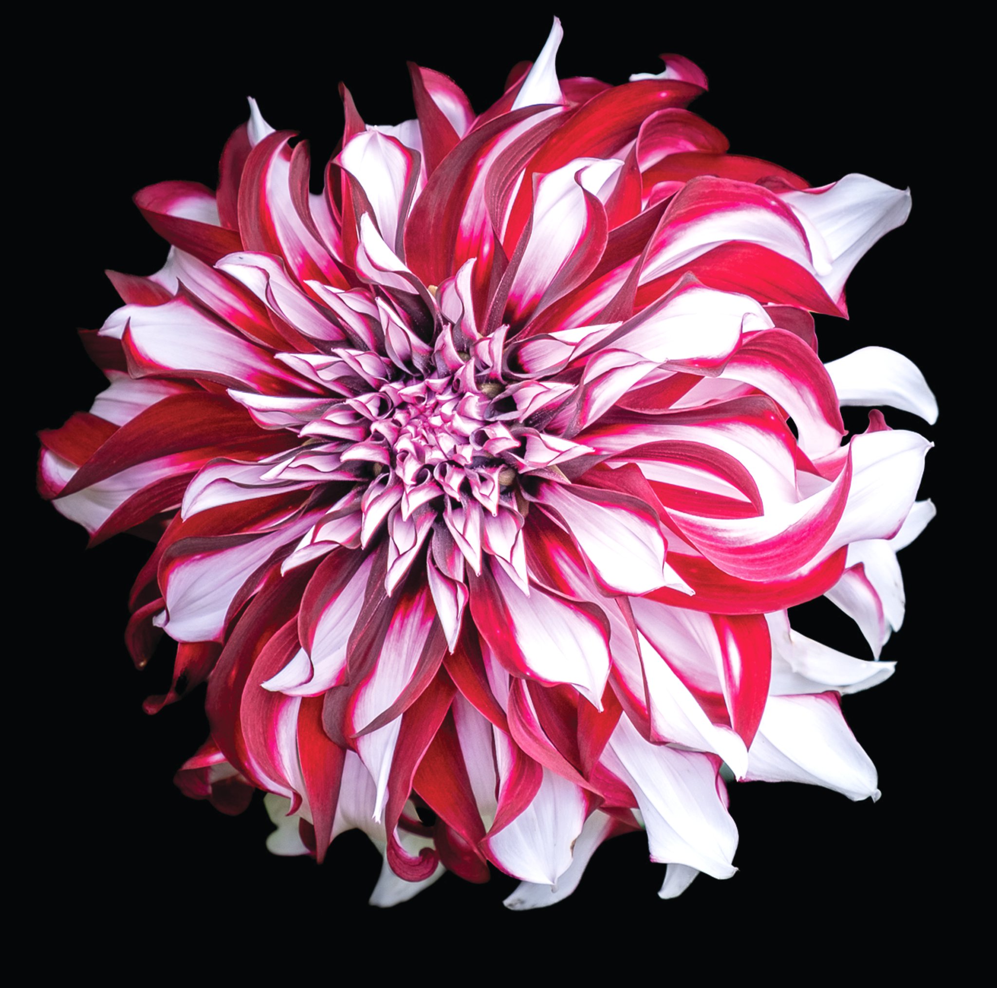 Dahlia Tartan, by Heather Seaton.