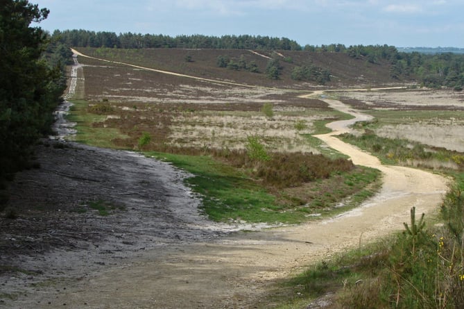 Hankley Common near Elstead is popular with walkers and cyclists