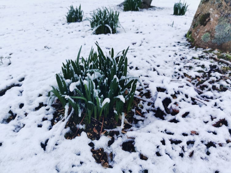 Snow delaying the spring near St Austell, photographed by local councillor James Mustoe