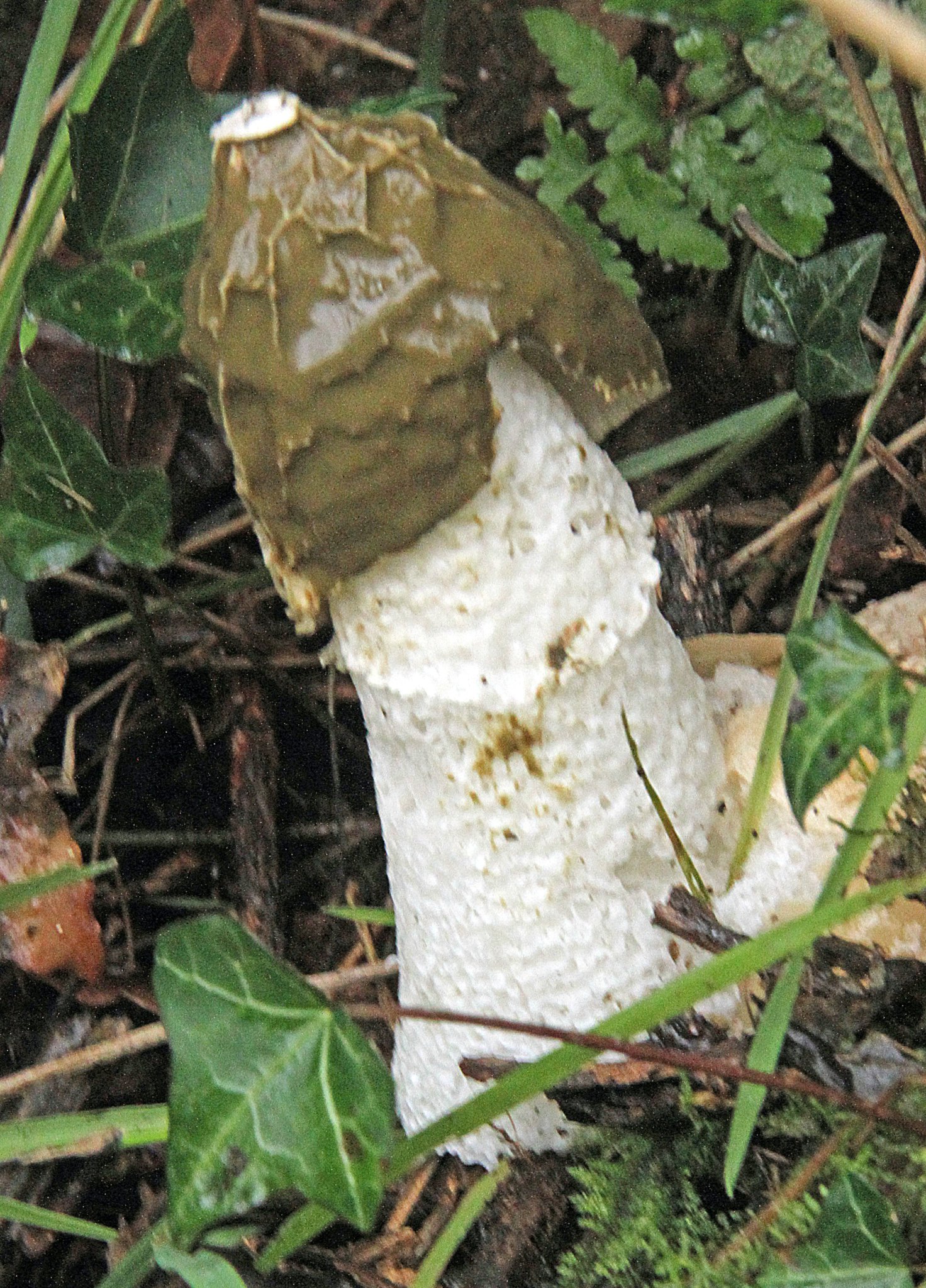NAVELWORT