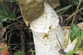 Surprise discovery of very smelly Stinkhorn fungus