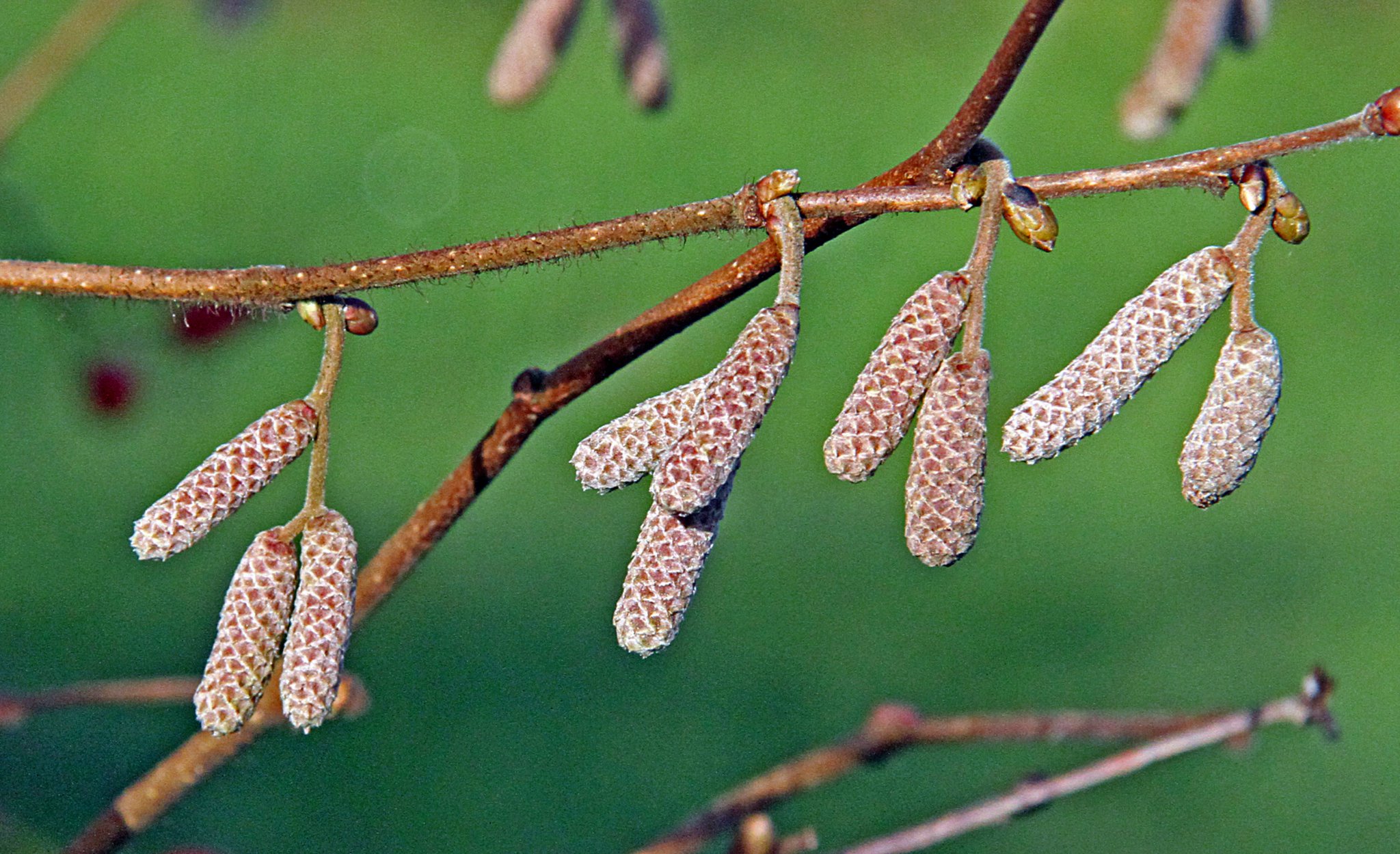 NAVELWORT
