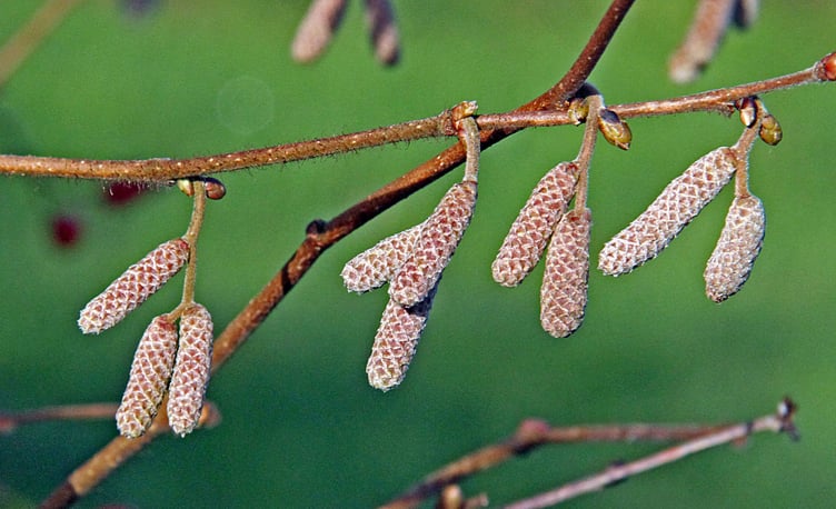NAVELWORT