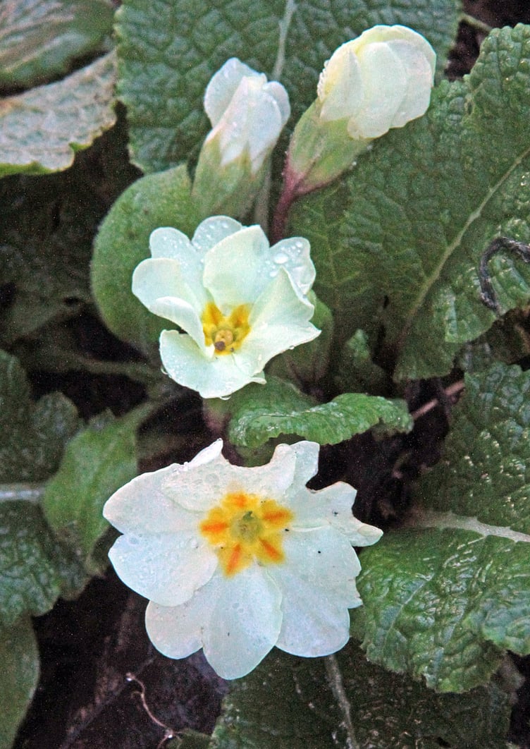 NAVELWORT