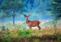 Restoring precious heathland habitats