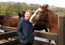 This is my job for life, running horses’ home
