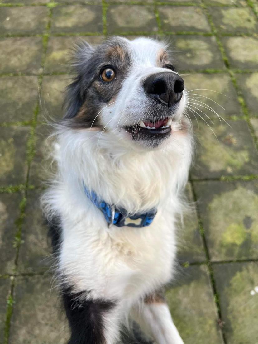 Nala the collie