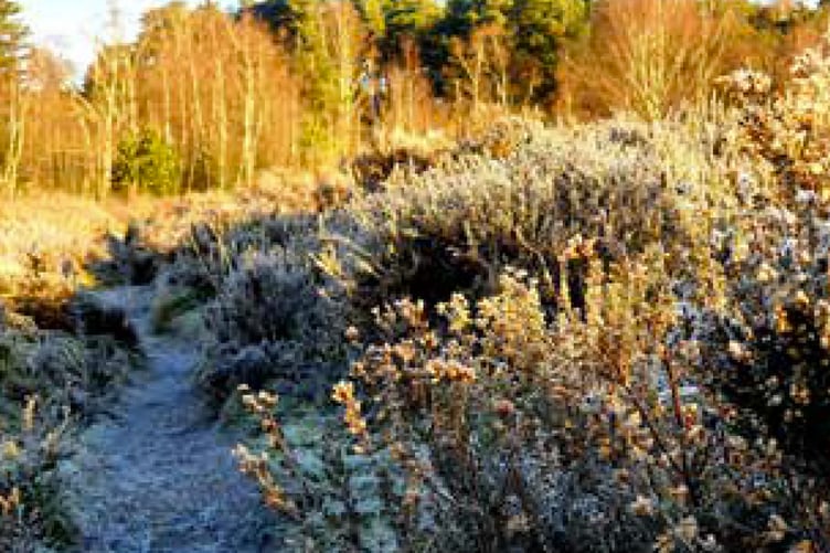 Weavers Down near Liphook