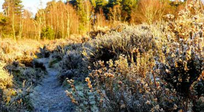 Weavers Down near Liphook