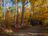Peeps into the Past: Who was Alice of Alice Holt Forest?