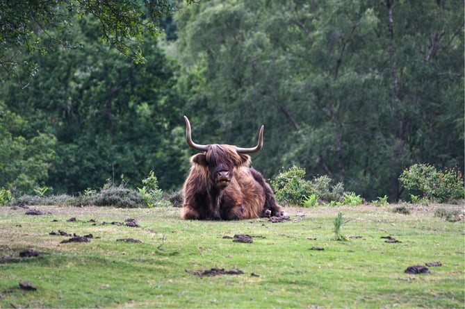 A highland cow grazing at the Devil's Punch Bowl in Hindhead, photographed by Rosie Freeman of Grayshott