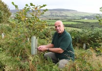 DEFA support to plant trees on smaller areas