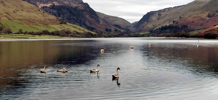 Swans at a peaceful Llyn Mwyngil, taken by Llinos Furneaux