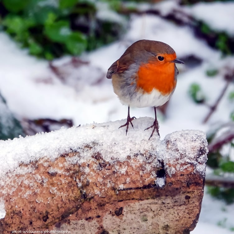 A wintry robin fed and watered, but still waiting for more, captured by Steve Williams
