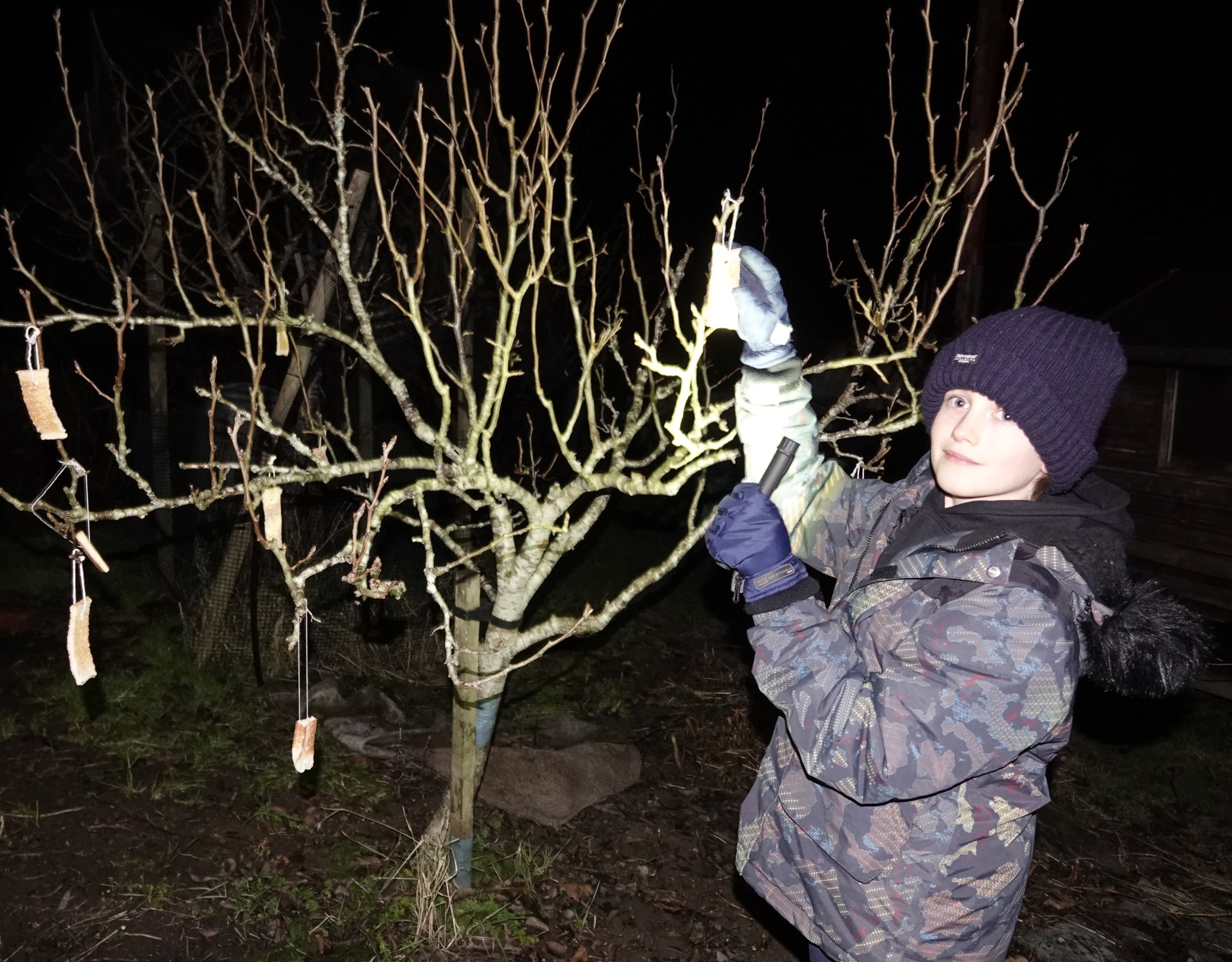 LEFT: Local historian Clive Charlton, who gave a detailed history of wassailing before the celebrations commenced
ABOVE: Dartmoor Border Morris performed in the Church Hall before leading the procession to the allotments. RIGHT: Liz Bracey-Davis from the Morris team.
BELOW: Max Magner hanging toast from an apple tree and The Tavy Tars sang wassailing songs at the allotments.