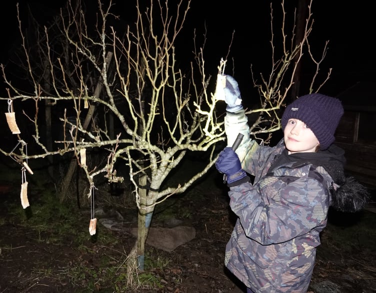 LEFT: Local historian Clive Charlton, who gave a detailed history of wassailing before the celebrations commenced
ABOVE: Dartmoor Border Morris performed in the Church Hall before leading the procession to the allotments. RIGHT: Liz Bracey-Davis from the Morris team.
BELOW: Max Magner hanging toast from an apple tree and The Tavy Tars sang wassailing songs at the allotments.