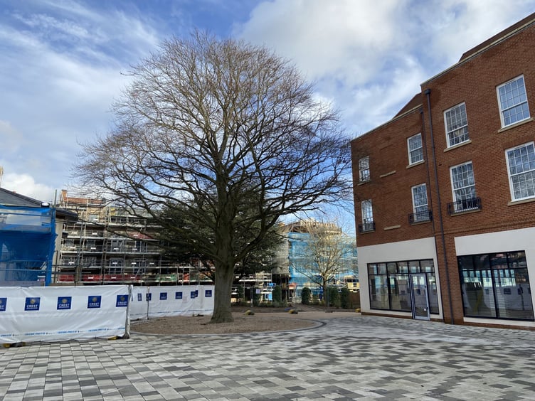 Residents fought a hard campaign to stop Crest felling Brightwells Gardens’ majestic copper beech – and here it is
