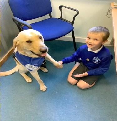 Bertie is a Labrador Retriever, a breed renowned for being loving and excellent with children. For some children in the school, spending time with Bertie can act as a reward for their efforts