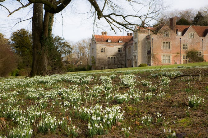Snowdrops on the lower South Lawn at Chawton House.