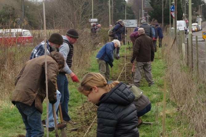 Hedge planting, Will Hall Meadow, Alton, January 28th 2023.