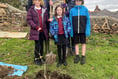 Sapling from ancient oak planted to mark Trust’s 600th anniversary