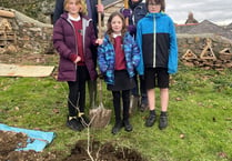 Sapling from ancient oak planted to mark Trust’s 600th anniversary