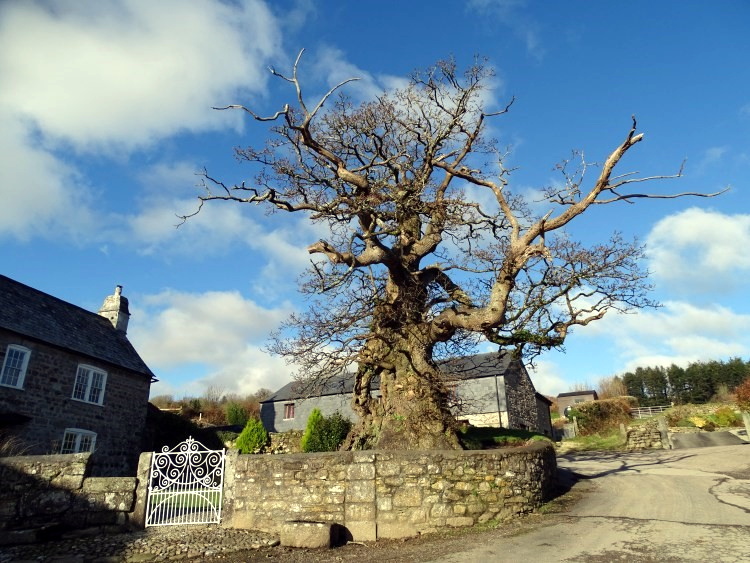ABOVE: The Darley Oak near Bodmin Moor. Picture: Elizabeth Dale
RIGHT: Blanchminster senior stockwarden Chris Nicols with Bude-Stratton Town Council’s Cllr Philippa Purchase at the tree planting with three members of Stratton Primary School’s council