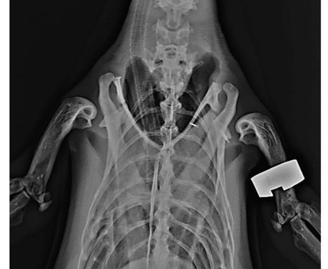 Vets’ ‘ingenious’ way to do penguin X-ray