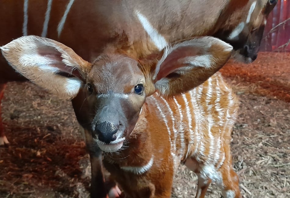 <p>Marwell Zoo celebrated a very cute new arrival this week, and an important one too – with fewer than 100 critically endangered mountain bongos now left in the wild</p>