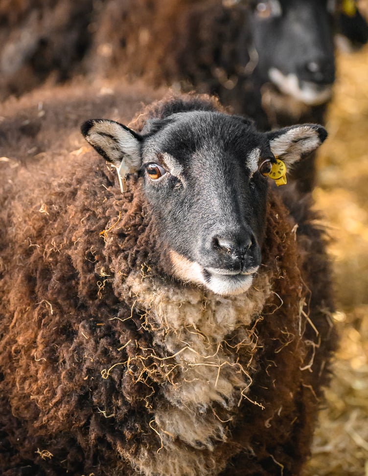 Torwen sheep