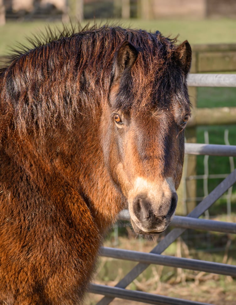 Exmoor pony