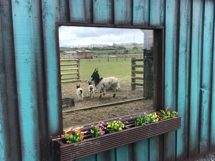 Farm Day at Folly Farm on February 22, 2023 will celebrate the world of farming and provide guests with a chance to discover more about farming and rare breeds through various demonstrations and activities