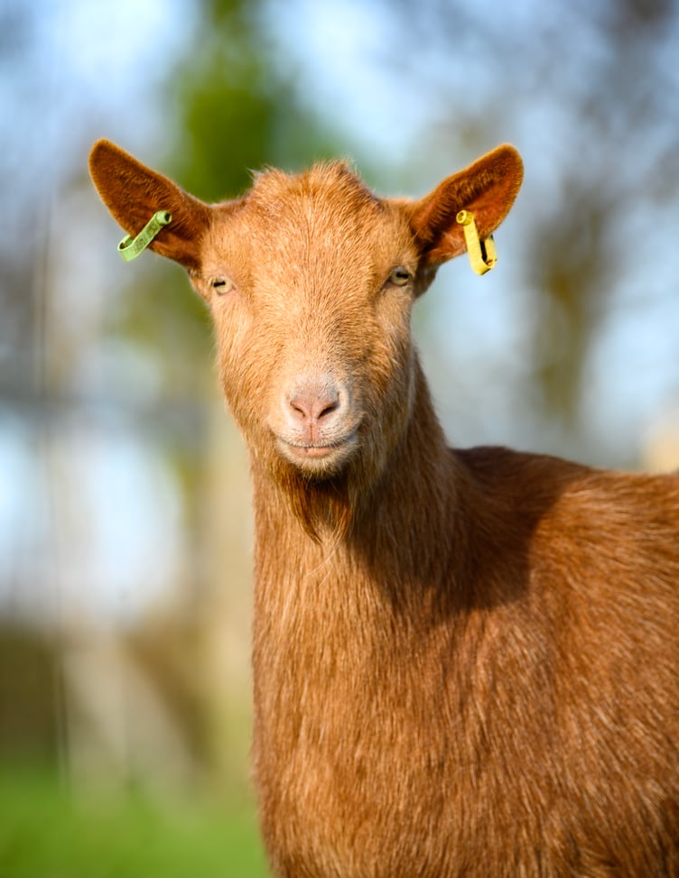 Golden Guernsey