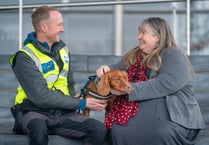 Meet Jinx, the dog on a mission to protect Wales’ endangered seabirds