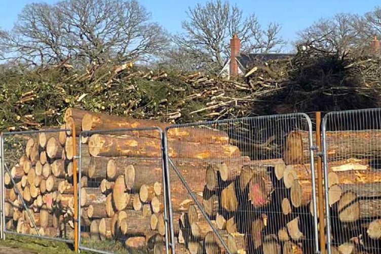 Trees felled at BOSC in Bordon, February 2023.